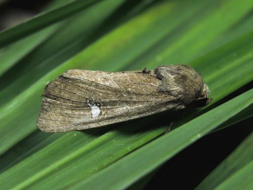 Helotropha leucostigma