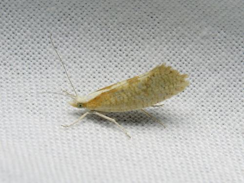 Ypsolopha lucella