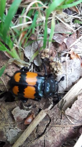 Réf. 187 412 : Nicrophorus vespilloides
