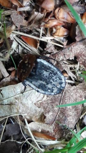 Réf. 187 415 : Oiceoptoma thoracicum