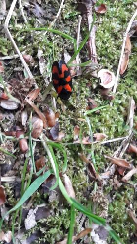 Cercopis vulnerata
