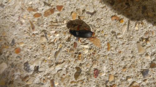 Pseudoophonus rufipes