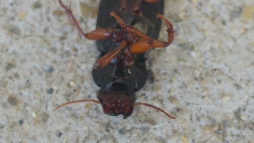 Pseudoophonus rufipes