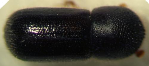 Xyloterinus politus