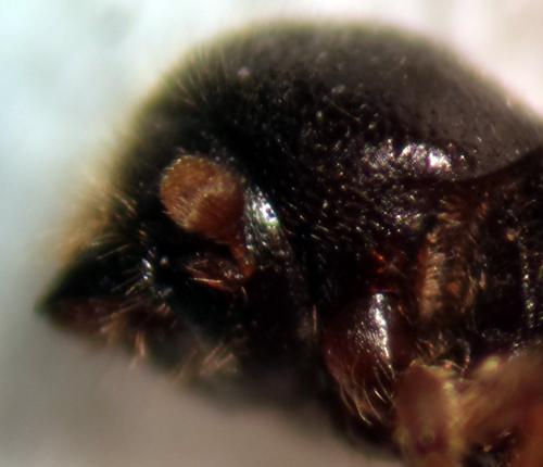 Xyloterinus politus