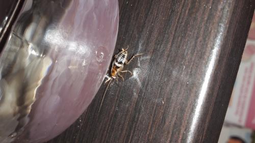 Planuncus vinzi