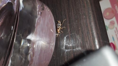 Planuncus vinzi