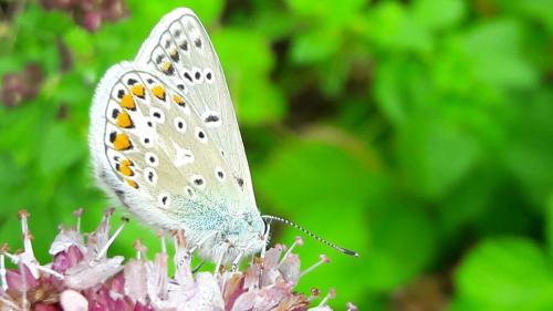 Polyommatus icarus
