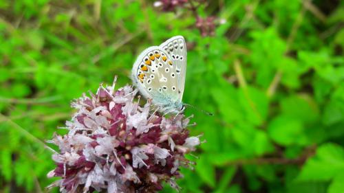 Polyommatus icarus