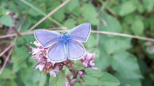Polyommatus icarus