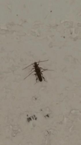 Phymatodes testaceus