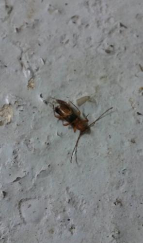 Phymatodes testaceus