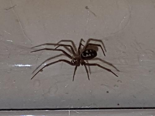 Steatoda grossa