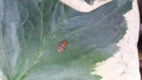 Planuncus vinzi