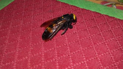 Megascolia maculata