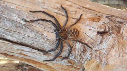 Damastes sp.