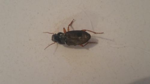 Pseudoophonus rufipes