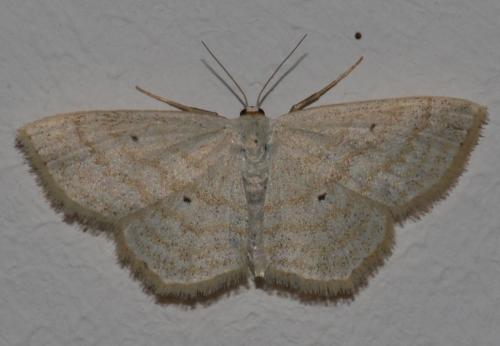 Réf. 187 735 : Scopula immutata