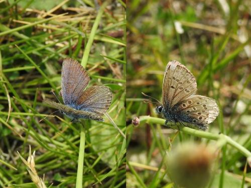 Réf. 187 021 : Plebejus argus