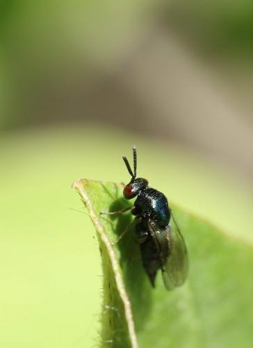 Ormyrus sp.