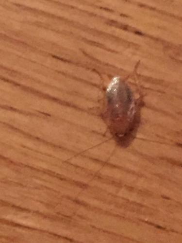 Ectobius sp.