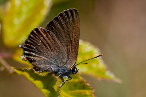 Réf. 187 857 : Satyrium esculi