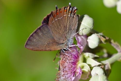 Réf. 187 856 : Satyrium esculi