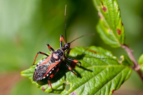 Rhynocoris cuspidatus