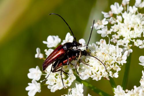 Réf. 187 944 : Stenurella bifasciata