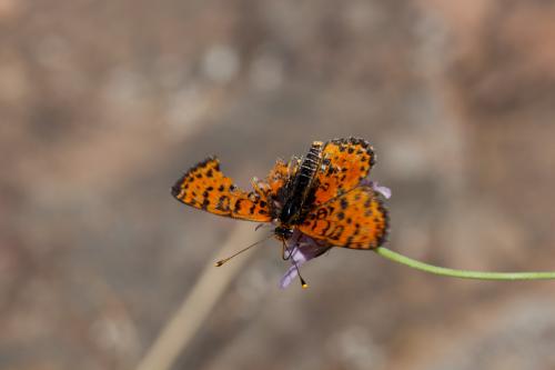 Réf. 187 942 : Melitaea didyma