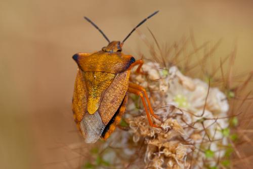Réf. 187 956 : Carpocoris mediterraneus atlanticus