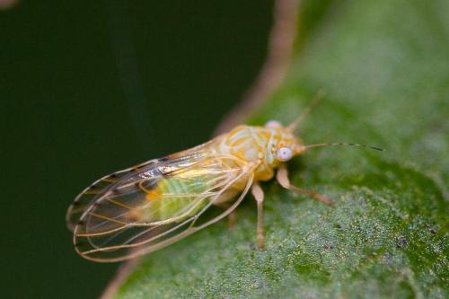 Réf. 187 374 : Cacopsylla crataegi