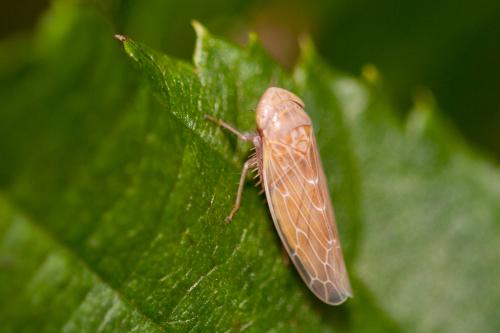 Réf. 187 324 : Speudotettix subfusculus