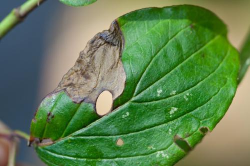 Antispila metallella