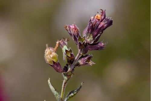 Copium clavicorne