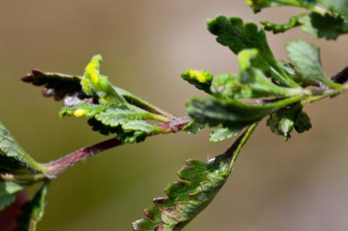 Aculus teucrii
