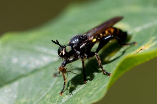 Choerades sp.