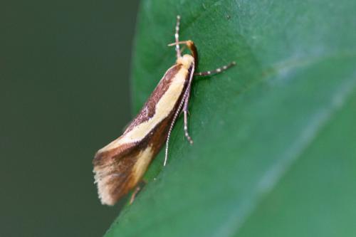 Harpella forficella
