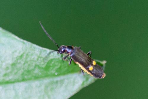 Réf. 187 568 : Malthodes sp.