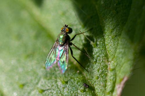 Chrysotus sp.
