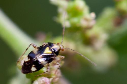 Liocoris tripustulatus