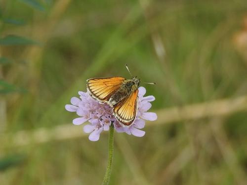Thymelicus (sylvestris)