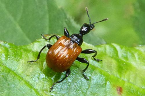 Réf. 187 577 : Compsapoderus erythropterus