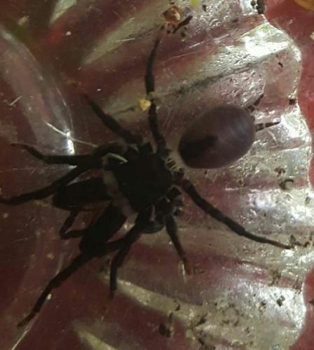 Réf. 187 843 : Atypus piceus
