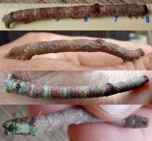 Hypomecis punctinalis