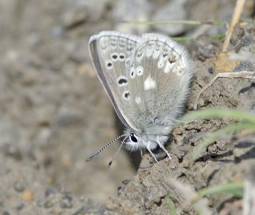 Plebejus glandon