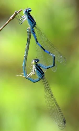 Réf. 187 001 : Coenagrion scitulum
