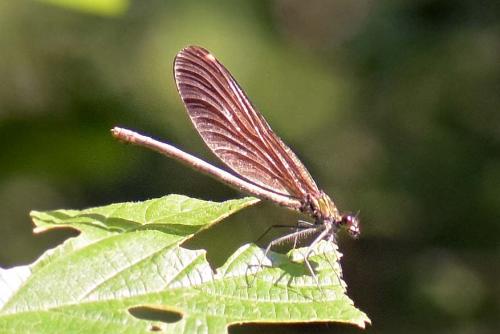 Calopteryx virgo