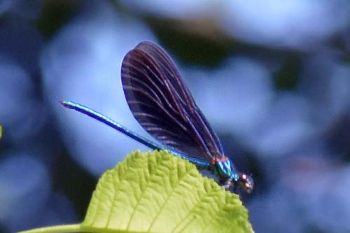 Calopteryx virgo