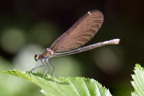 Calopteryx virgo